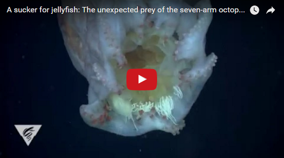 Осьминоги научились использовать жалящих медуз в качестве оружия