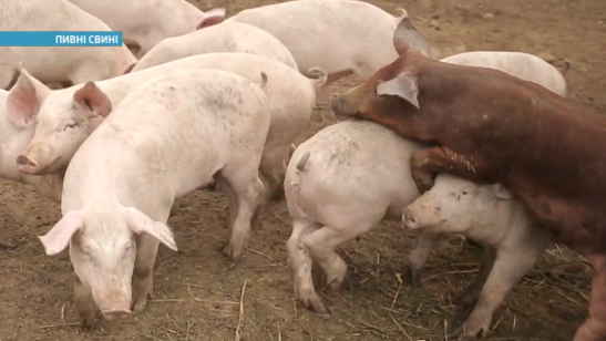 Ради особого мяса в Украине стали выращивать пивных свиней