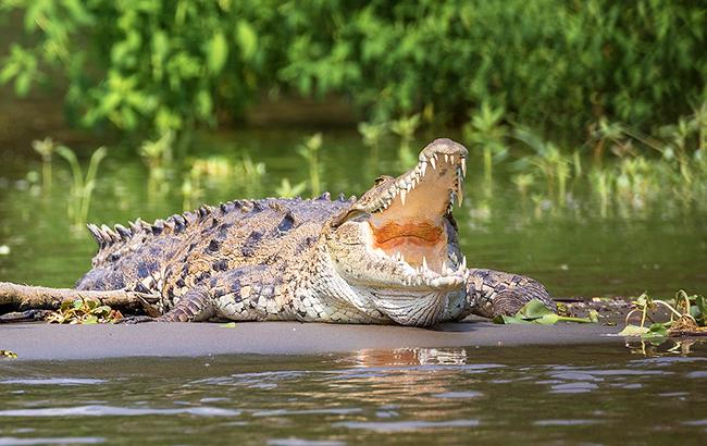 На Шри-Ланке на журналиста Financial Times напал крокодил
