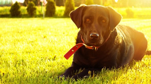 Собаки могут распознавать рак у человека