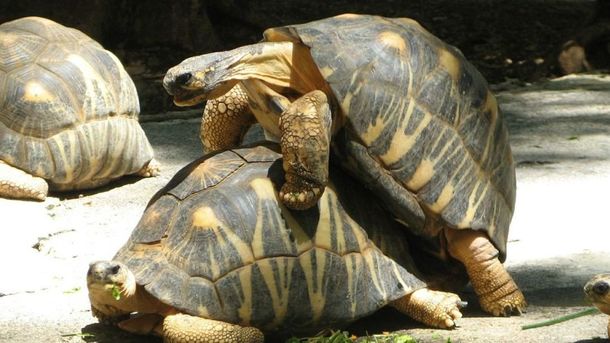 Почему у 186-летнего самца черепахи не было детей: ученые нашли невероятный ответ
