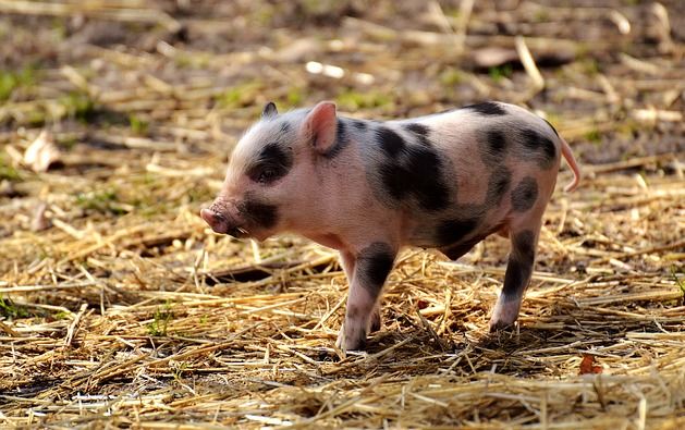 Ученые случайно вывели свиней без сала