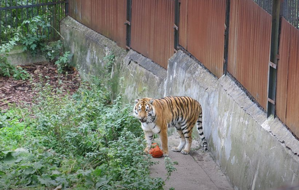 Директор Калининградского зоопарка – о напавшем на человека тигре: Животные не голодные, они ежедневно получают мясо