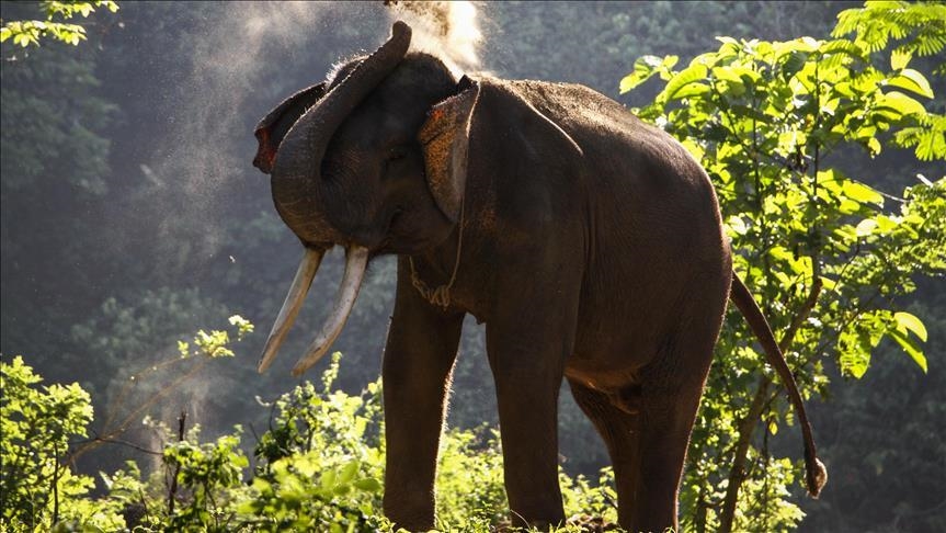 Стадо диких слонов сеет разрушение и страх в Китае