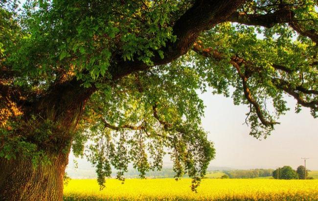 Ученые рассказали, сколько видов деревьев растет на Земле
