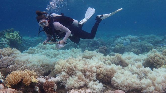 Ученые: две трети Большого Барьерного рифа обесцвечены
