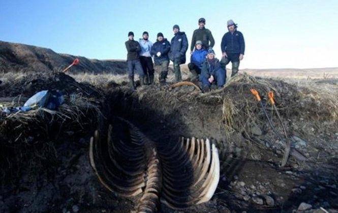 На Камчатке нашли огромный скелет вымершей морской коровы