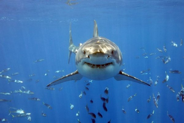 В Сиднее впервые за 60 лет акула убила человека