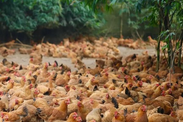 Китайские ученые первыми в мире закончили секвенирование генома домашней курицы