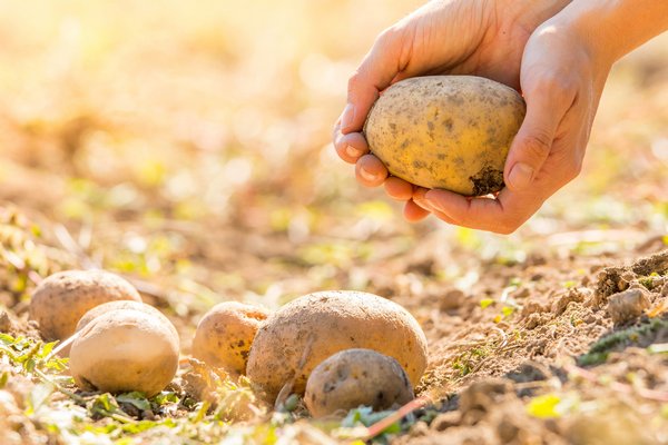Урожая будет втрое больше: секрет опытных дачников в выращивании картофеля