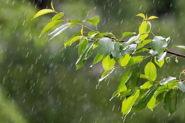 Дожди и грозы: как сегодня изменится погода в Украине