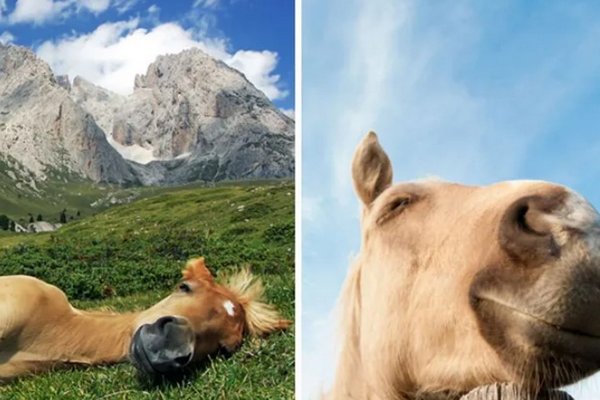 Ученые объяснили, почему лошади спят стоя