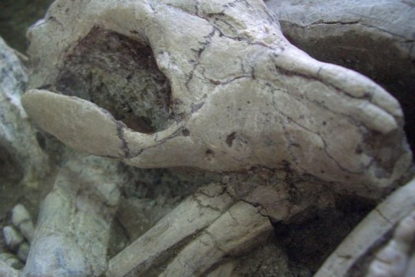 Один из древних хищников охотился на динозавров: учёные показали доказательство