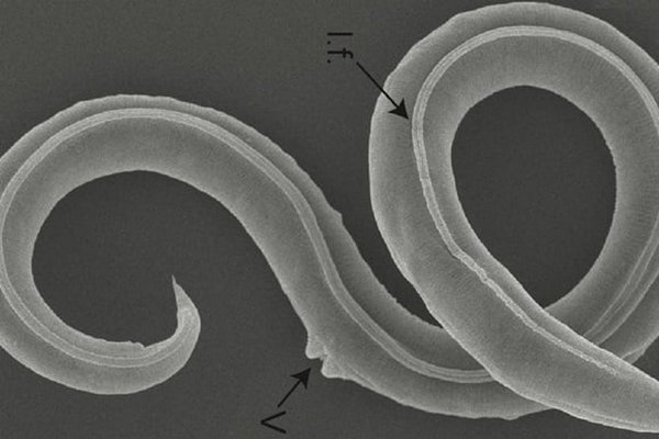 Ученым удалось оживить червей, которым 46 тысяч лет