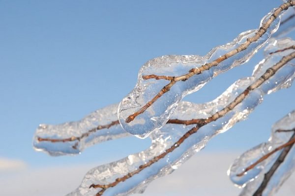 Почему нельзя сбивать лед с обледеневших деревьев: несколько советов