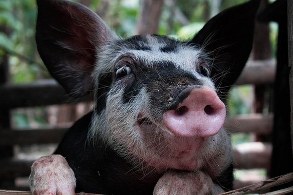 Украина закупила за рубежом живых свиней на $5 млн