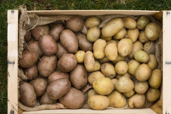 Дороже, чем в прошлом году: как изменились цены на картофель