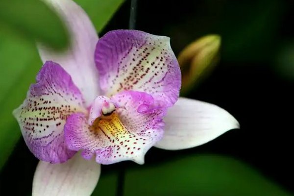 Не делайте этих ошибок: как ухаживать за орхидеей во время цветения