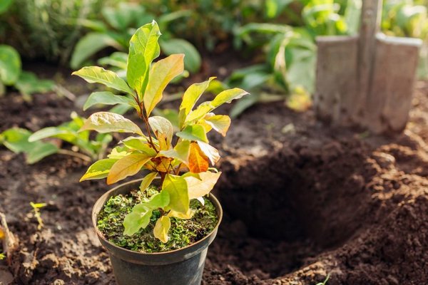 Как пересаживать растения, чтобы им не навредить