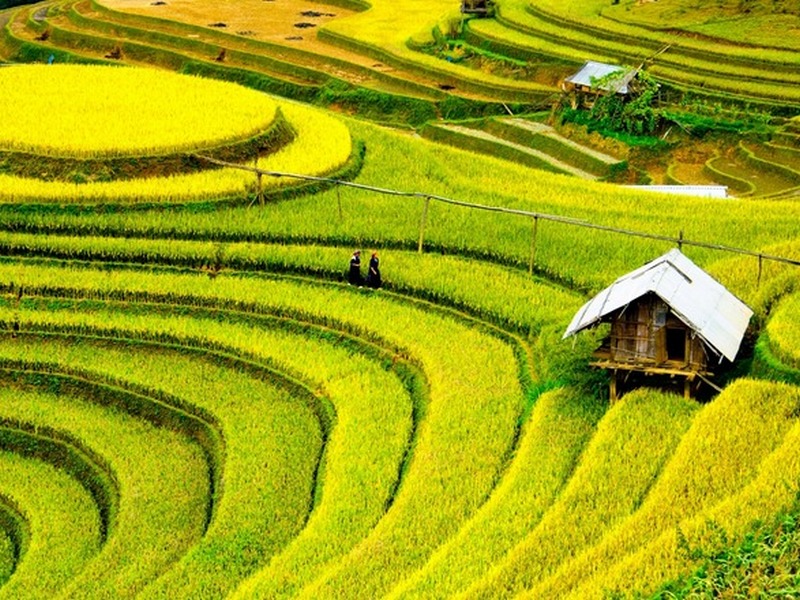 В Китае ученые помогли повысить урожайность, снижая объемы удобрений