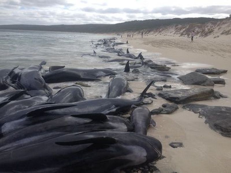 В Австралии на побережье выбросилось 150 дельфинов-гринд