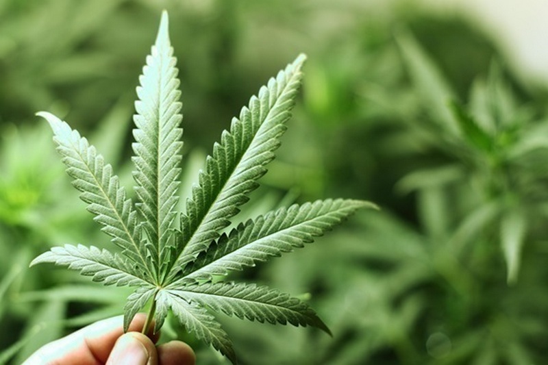 В Канаде планируют легализовать марихуану