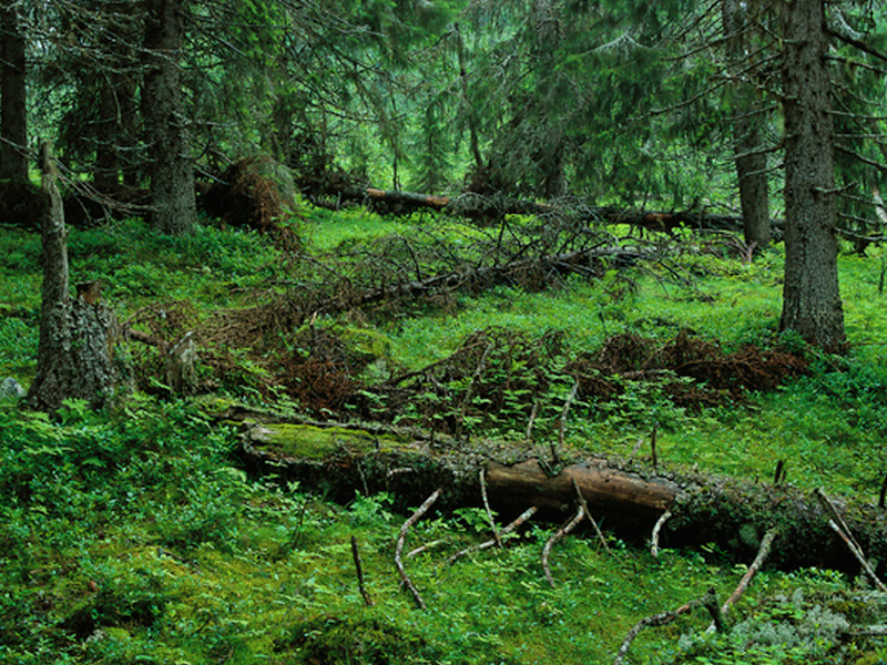 В сосновых лесах Норвегии найдены следы Второй мировой войны