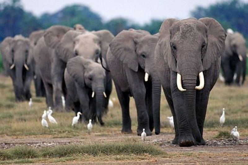 Топот слонов издает ультразвук — ученые