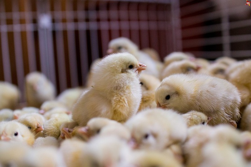 В Бразилии около 70 миллионов цыплят погибло из-за забастовки дальнобойщиков