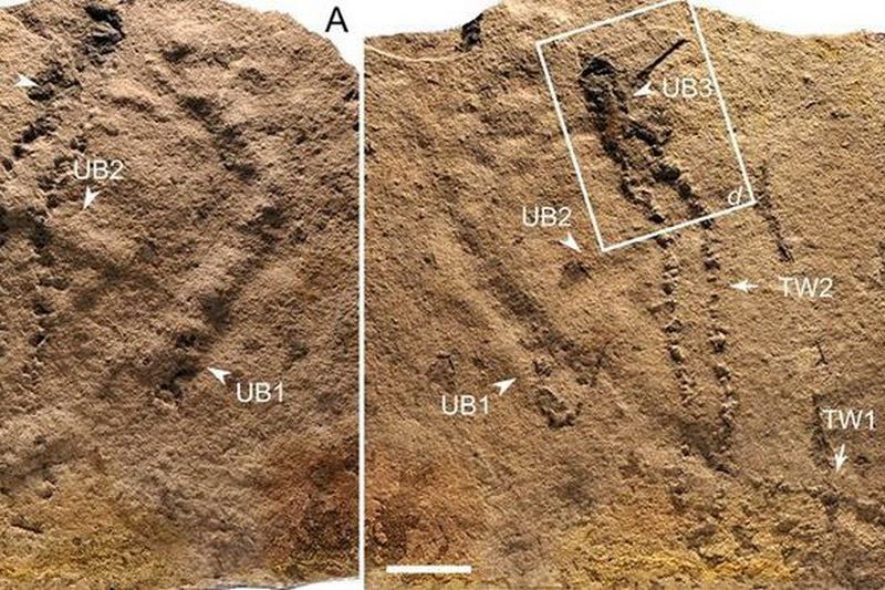 В Китае найдены древнейшие следы животных, возрастом 550 млн лет