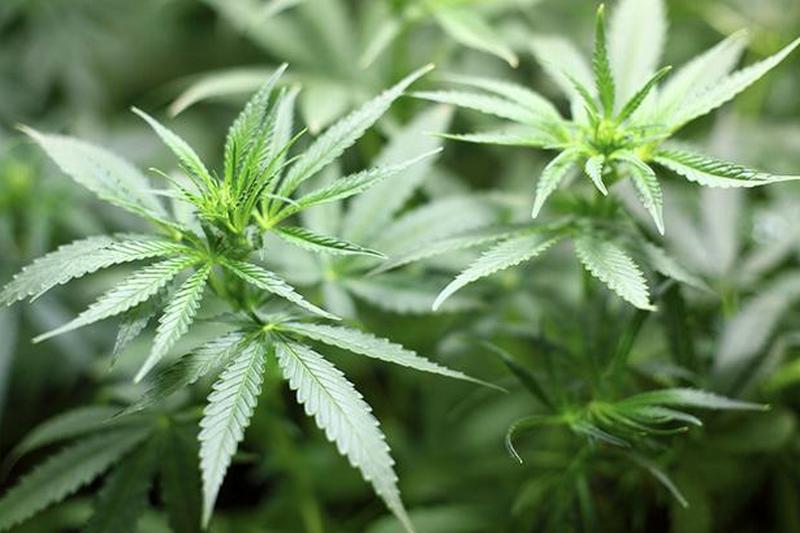 Сенат Канады одобрил легализацию марихуаны