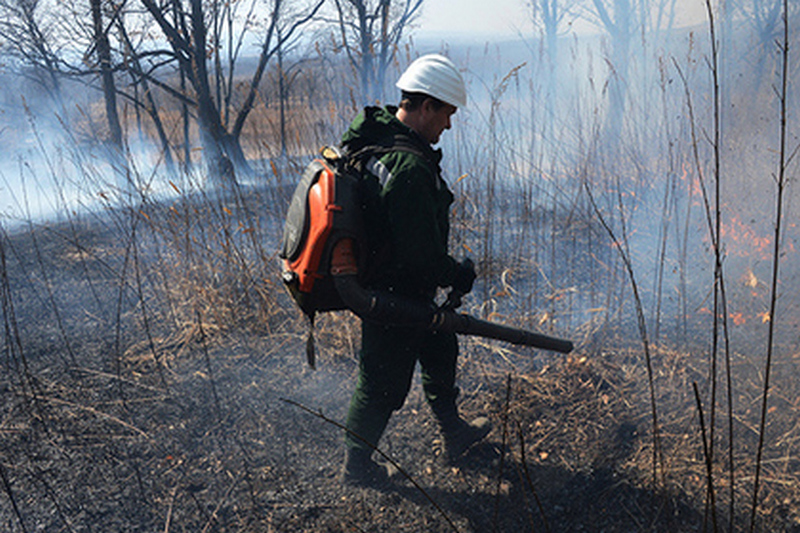 В России дадут сгореть тысячам гектаров леса в целях экономии