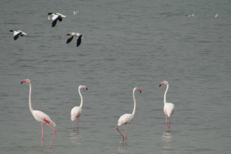 На Сиваш вернулись уникальные розовые фламинго