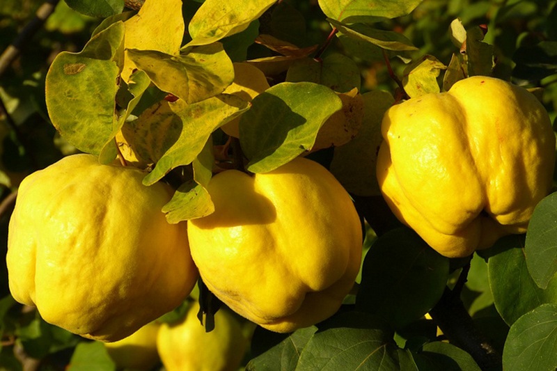 Шведы «подсели» на украинские фрукты