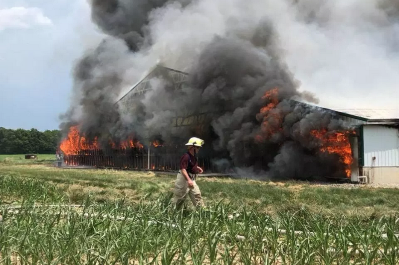 В США при пожаре на ферме сгорели 5000 свиней