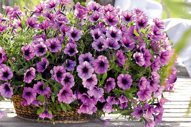 Для балкона или сада: 3 растения, которые цветут в течение всего лета