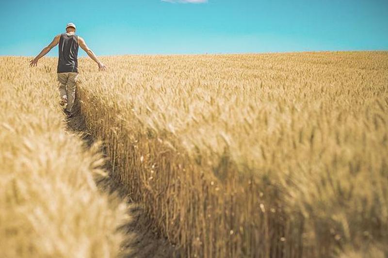 Урожай-2018: украинские аграрии собрали 6,2 млн тонн зерновых