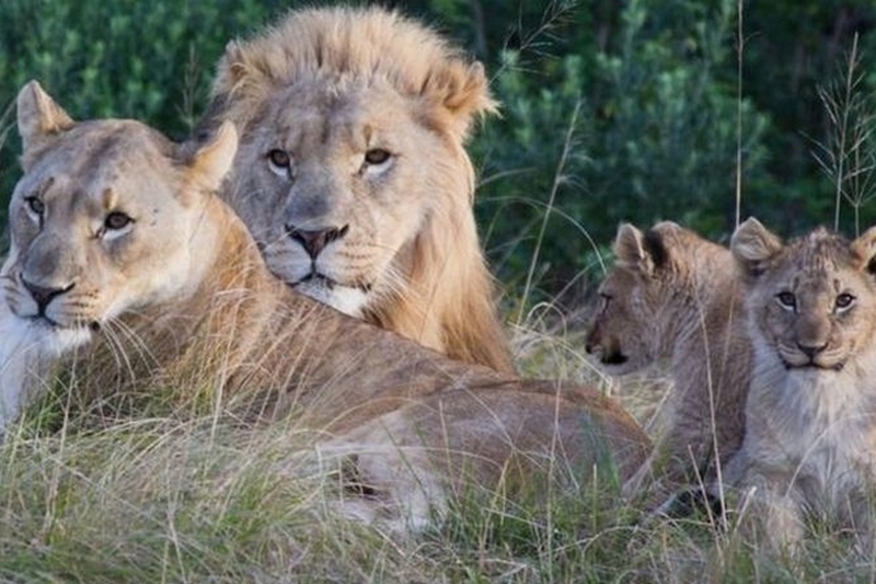 Поохотились. В Африке львы съели двух браконьеров