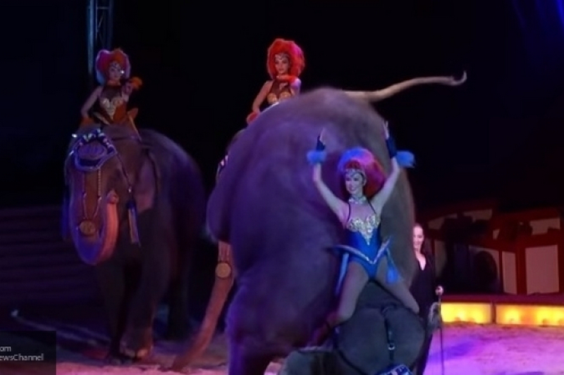 Видеошок: в цирке слониха упала на зрителей