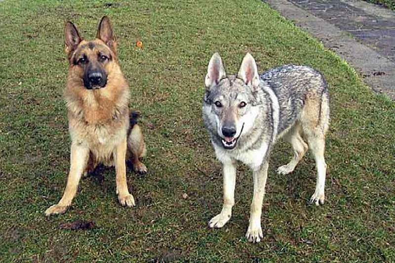Выявлено интересное различие в поведении волков и собак