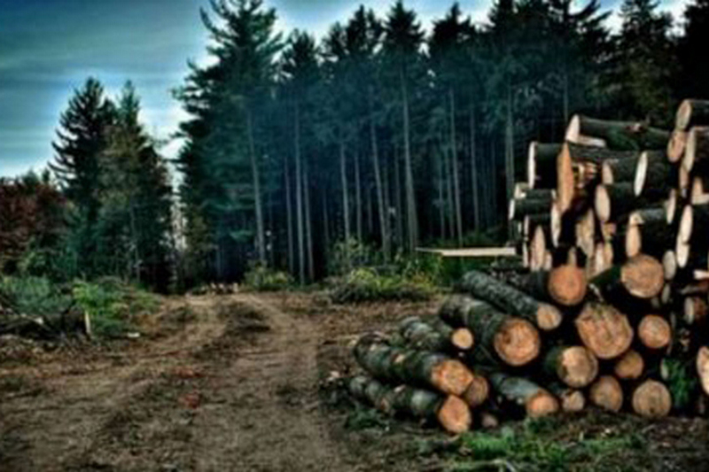 В Украине ужесточили ответственность за контрабанду леса