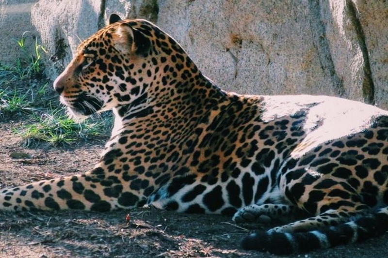 В Новом Орлеане из зоопарка сбежал ягуар, прикончив соседей