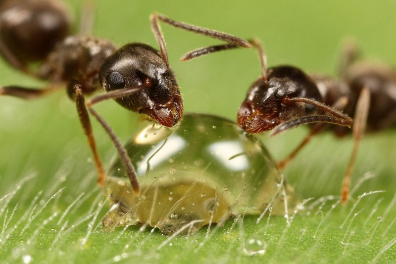 Ученые выяснили удивительный факт о муравьях