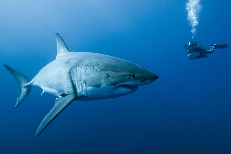 Ужасы египетских курортов - акула растерзала чешского туриста