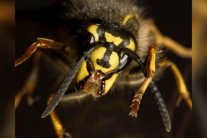 Петрович, ты? Учёные заявили, что пчёлы и осы могут распознавать лица людей