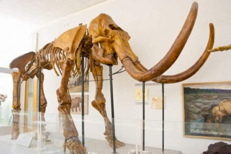 В Якутии обнаружили скелет мамонта с шерстью