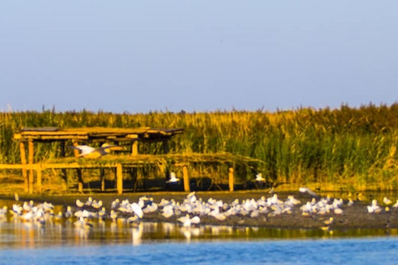 Одесчина: для пеликанов построят остров