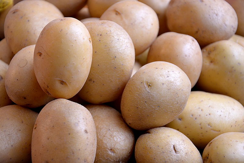 Лидер производства картофеля в ЕС соберет самый низкий урожай за 28 лет