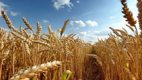 Что нового на украинском рынке зерна?