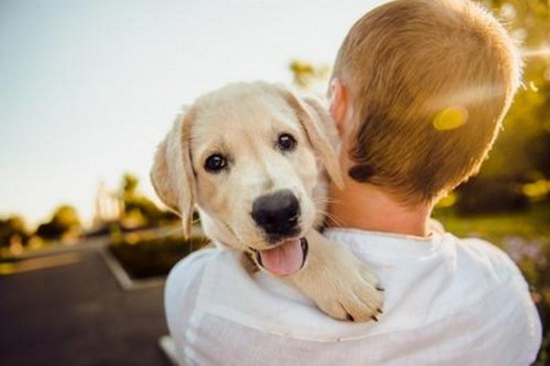 Ученые объяснили смысл и важность эмоций собак